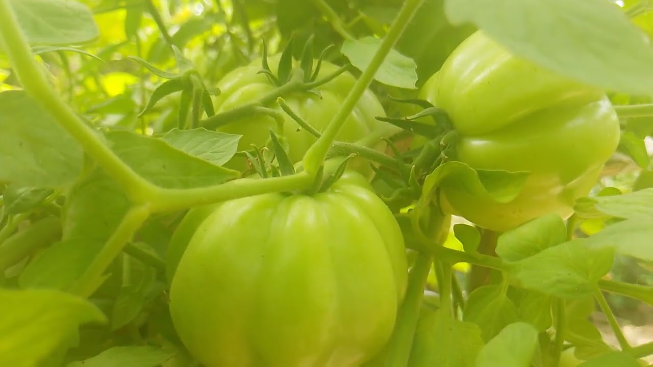 Veja só essa qualidade de tomate 🍅