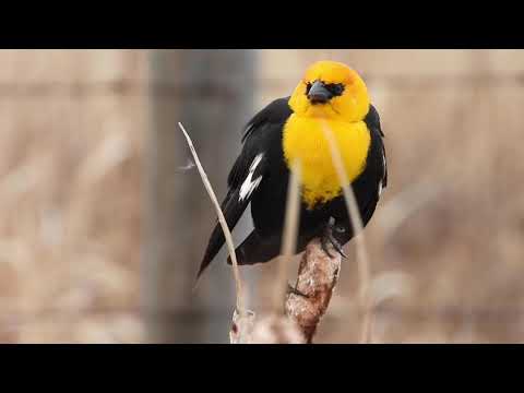 Yellow Headed Blackbird--Range Road 272-AB,CA