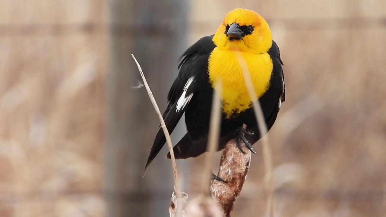 Yellow Headed Blackbird Range Road 272 AB CA YouTube yellow-headed-blackbird-range-road-272-ab-ca-youtube