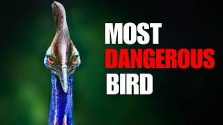 The World’s Most Dangerous Bird (Living Dinosaur)