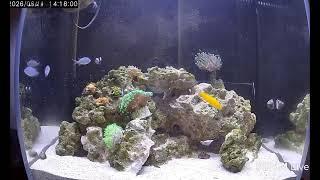 Live Reef Aquarium 24/7 | Relaxing Ocean Ambience & ASMR | Saltwater Fish Tank