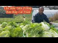 THU HOẠCH BẮP CẢI THẢO ,ĐEM BÁN SIÊU THỊ ( LẦN ĐẦU CHỒNG NHẬT VỢ VIỆT TRỒNG )| Nông nghiệp nhật bản