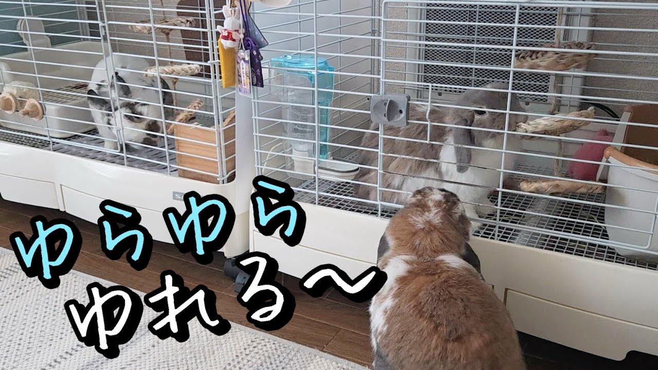 This disc is just too cute—pure healing! #1430 - YouTube