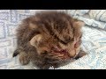 母猫に見捨てられた血だらけの子猫。優しい夫婦のおかげでとってもかわいく成長してニヒルに笑う。