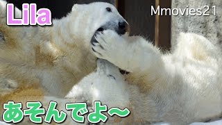 Polar Bear want to play 遊んでよ〜ララにまとわりつくリラ
