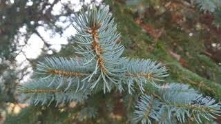 Picea pungens 'Glauca' smrk pichlavý