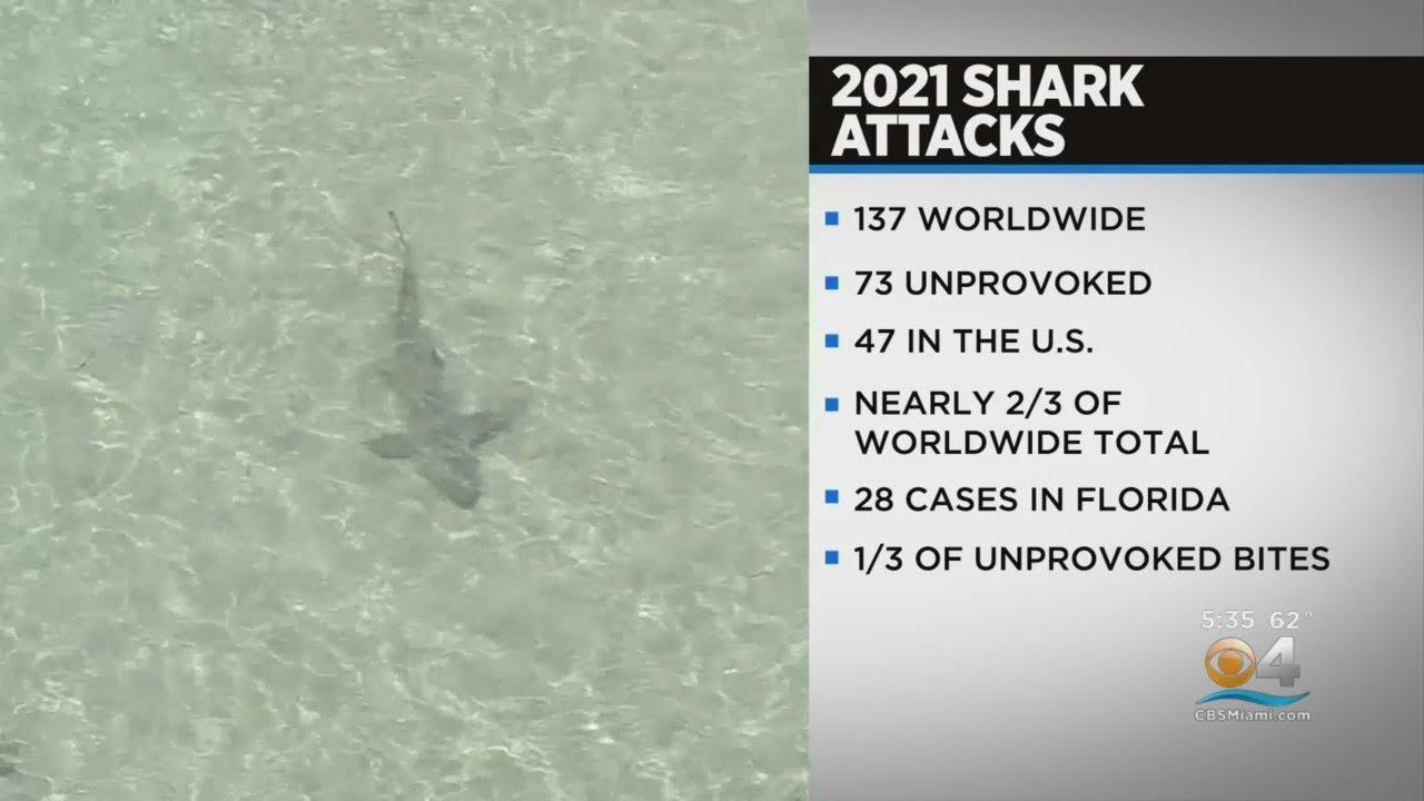 Why One Florida Beach Is Being Called The Shark Bite Capital Of The World Az Animals