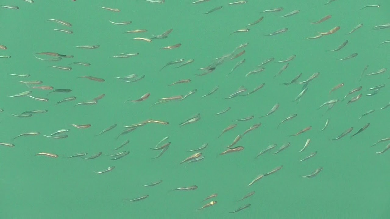 湾内で泳ぎまわるのはボラ稚魚の群れ Youtube