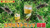 トラップ 罠 コオロギ トカゲトラップ エサ取り ワナ 爬虫類の餌 Youtube トラップ 罠 コオロギ トカゲトラップ エサ取り ワナ 爬虫類の餌 Youtube