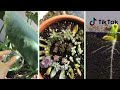 Plant Tiktok Compilation #1