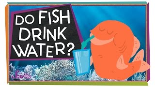 Do Fish Drink Water