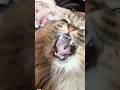 Cute cat dance 😺 #reels #cat #catvideos #funnycatvideos #shorts #trendingshorts #ytcat #funny #cute