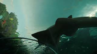 What Is A Sawfish