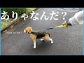 ありゃなんだ【ビーグル