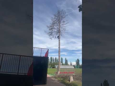 Lucrare toaletare copac