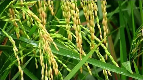Come è fatta la pianta di riso?