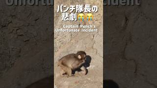 【一瞬の悲劇】  ドジかわいい😂パンチくん、枝トラップにやられる【Tragedy】Clumsy but cute 😂 Punch gets caught in a branch trap!