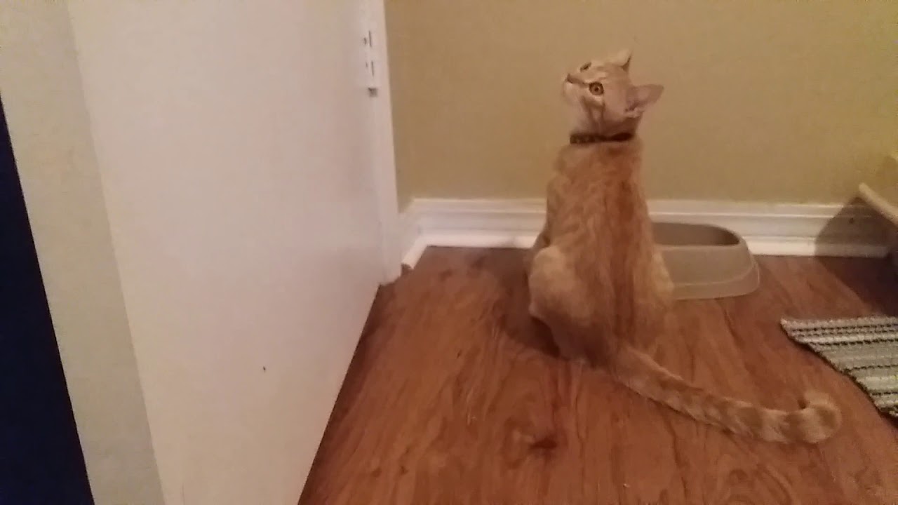 Cats Playing Under Door Crack