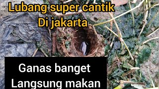 Santapan Belut Lapar Sampai Bunyi Croot Crottt