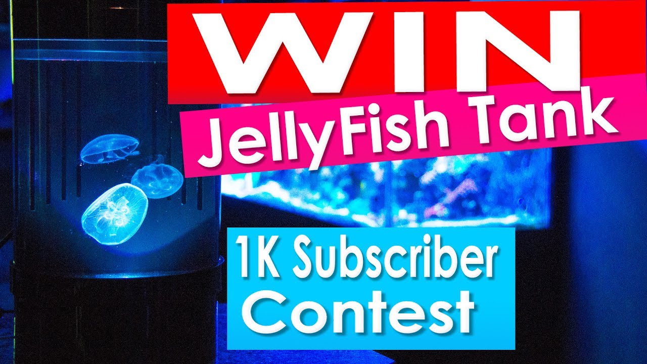 All Game Free Games Reefdudes Win A 354 Jellyfish Art Desktop