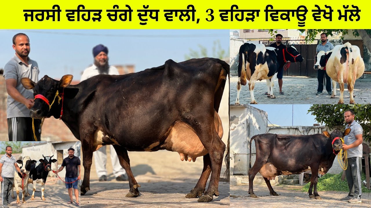 3 ਵਹਿੜਾ ਵਿਕਾਊ ਜੋਗਿੰਦਰ ਭੋਜੀਆ ਕੋਲ/ ਜਰਸੀ ਤਾਜ਼ੀ ਸੂਈ/ 2 ਗੱਬਣ ਵਹਿੜਾ / ਤਰਨਤਾਰਨ 