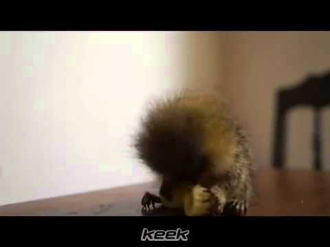 فيديو: قزم قزم - أصغر الرئيسيات