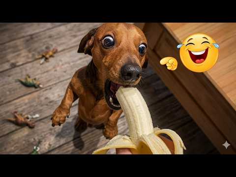 I Dare You Not To Laugh At These Dogs 😂🐶 - The Most Hilarious Dog Moments Compilation 🤣