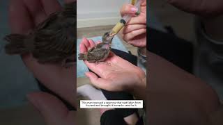 This man rescued a sparrow that had fallen from its nest and brought it home to care for it.