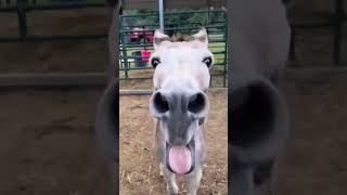 Average Donkey Behavior 😂 #animals #funny #trending