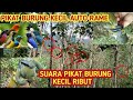 Suara Burung Ribut Pikat Burung Kecil Ribut Pikat Burung Kecil Burung Ribut Mikat Burung Mp3 - Mp4 Download