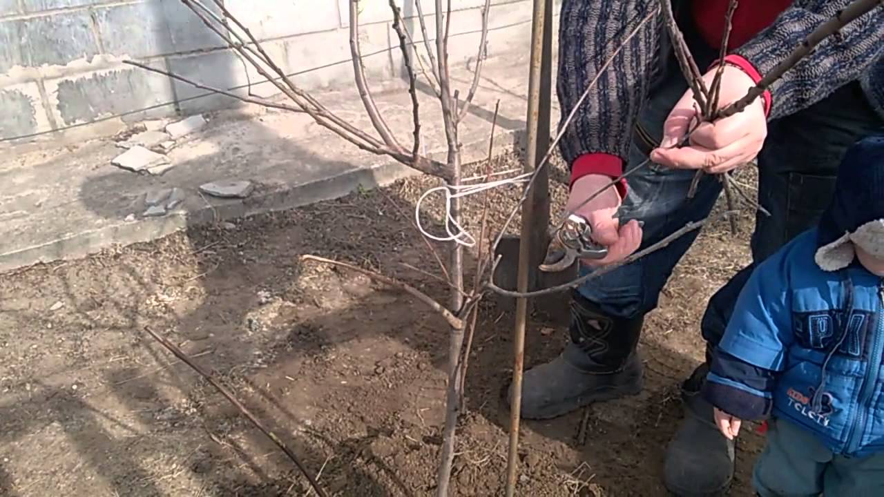 посадка дерева слива.