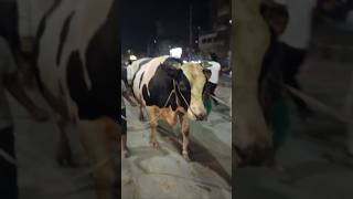 হাতির সমান গরু #cowbd #cow #2026 #kurbani #eid #bdcow #gorupagla #guru #hamba #qurbani #bakra
