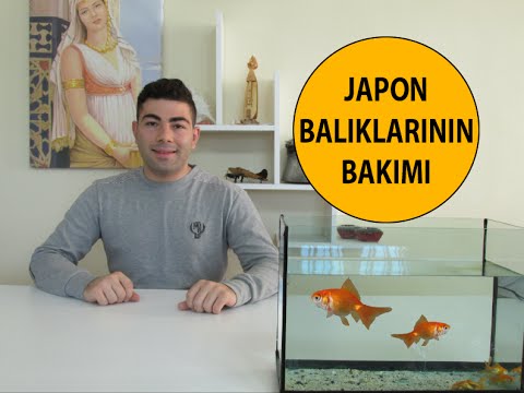 Video: Japon Balığı Bakımı Nasıl Yapılır