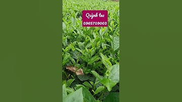 🍀👍CTV Sỉ Lẻ Chè tân cương Thái nguyên ngon nhất 2023