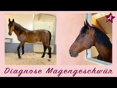 Cantos Diagnose Magengeschwür I Bauchweh beim Pferd I Gastroskopie, Behandlung & Fütterung