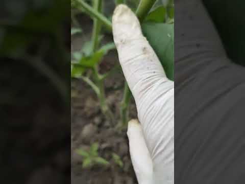 Видео: Хаш хэрхэн тариалж, өндөр ургац авах вэ