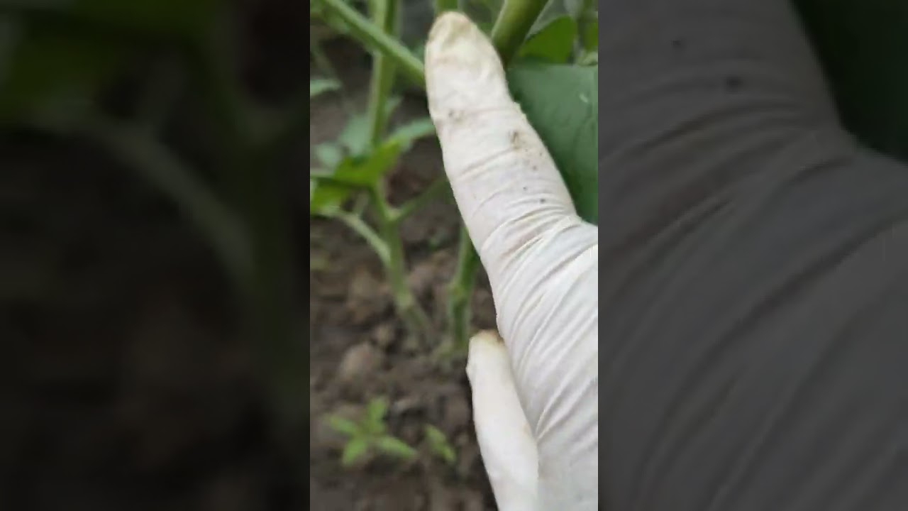 Улаан лоолио маш ихээр ургуулах их ургац авахад таналт маш чухал болно. Амжилт хүсье