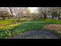 Lumix GH6 in Sakura and tulips of Tokyo Showa-kinen park・5.7K HDR (Remastered)