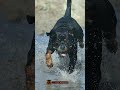 Rešenje: Ko je bolji čuvar? | Solution: Who Is The Better Guard Dog? #dogworld #rottweiler #viral