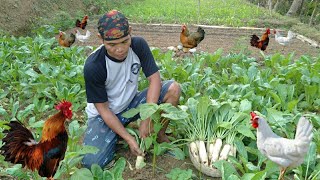 Sup lobak ayam Jawa, peyek udang sambal tlenjeng coel daunnya