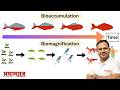 Bioaccumulation &amp; Biomagnification Explained | Environment | SSC UPSC UPPSC 2026