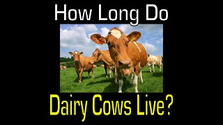 How Long to Dairy Cows Live?  [ Cattle Information ]