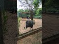 World's biggest bird #ostrich #bird #shorts #youtubeshorts #youtube #madeforkids