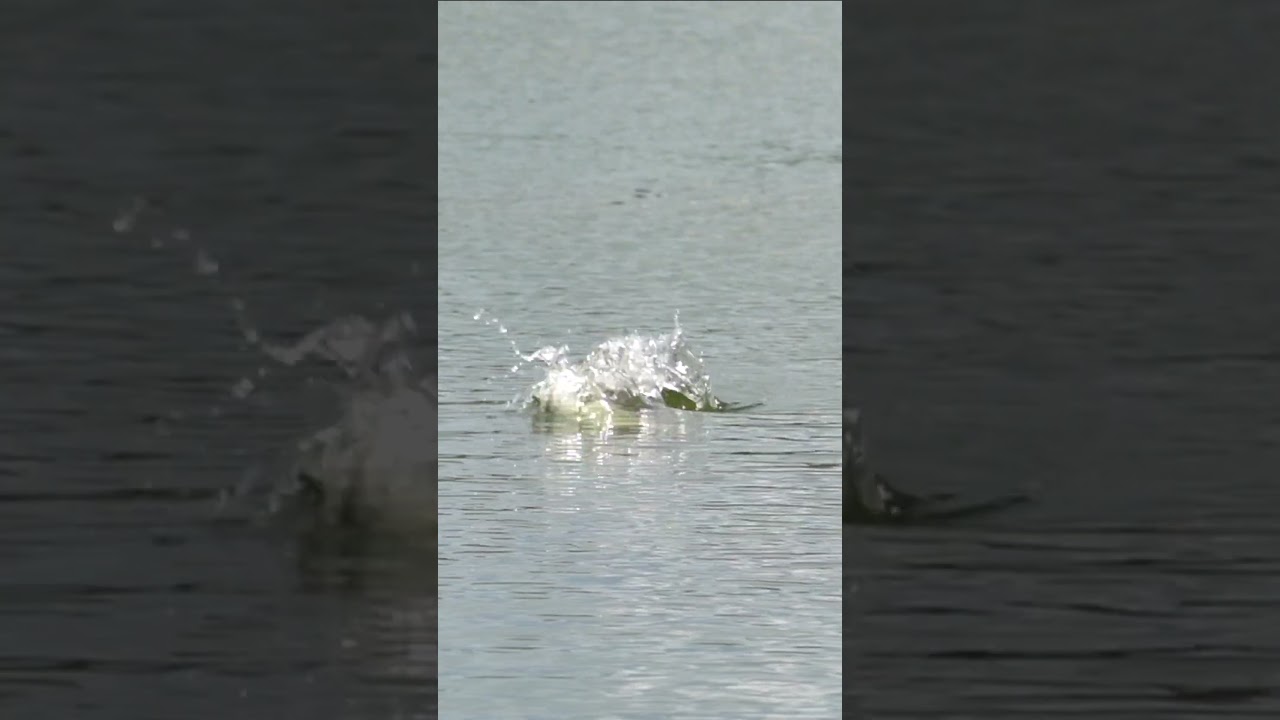 Barramundi vs Topwater!