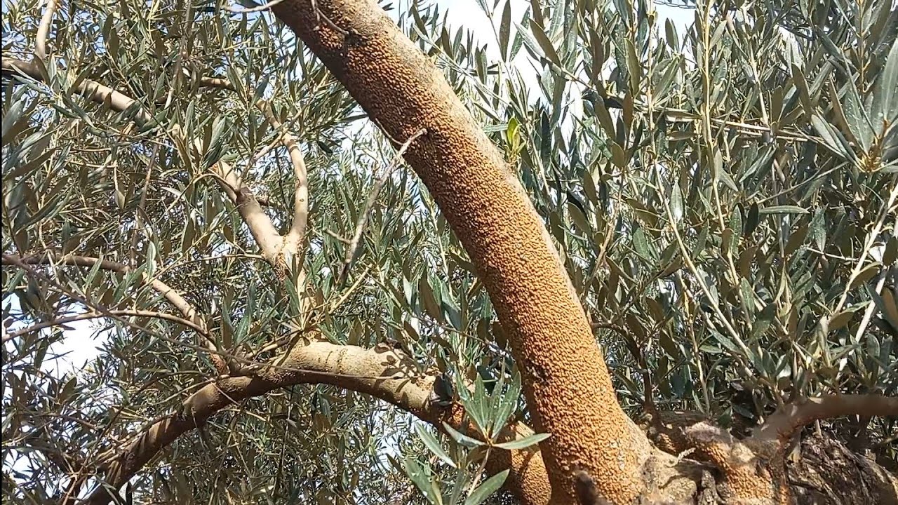 Eclosión de larvas del barrillo en el olivo.