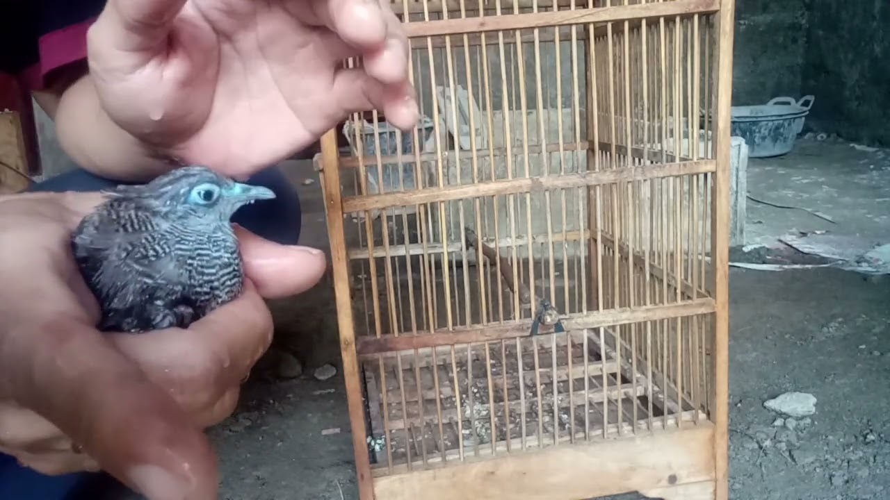 #Tips cara menjinakkan perkutut ombyokan