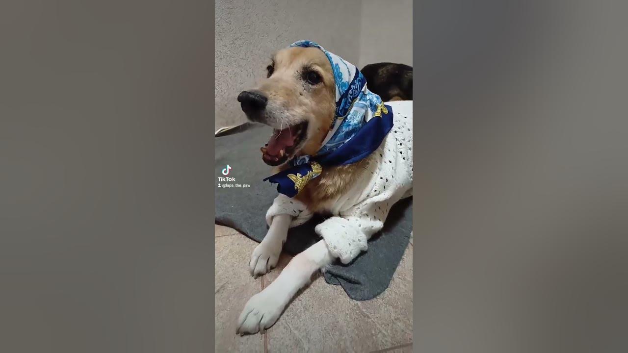 Как Дружок попал к нам на самом деле)) Дружок и Лапа. #собака #dog # ...