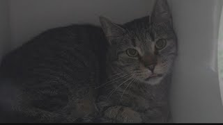 Volunteers rush to help pet shelter