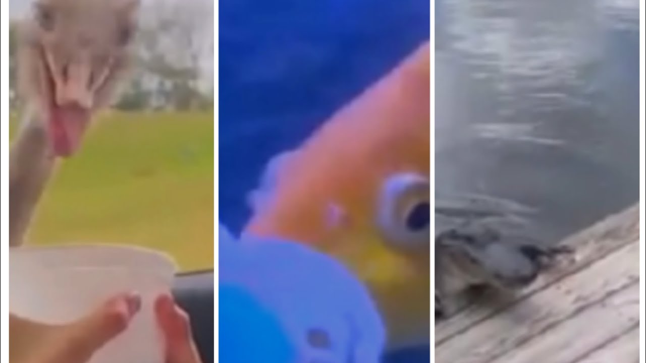 . Ye UC Base Hai Ya Comedy Show? 😂 | Non-Stop Funny Clips