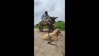 king Cobra